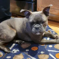 Edith, a female Frenchton for sale in Birch Run, MI – Photo 3 of 7