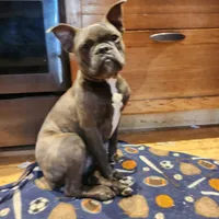 Edith, a female Frenchton for sale in Birch Run, MI – Photo 2 of 7