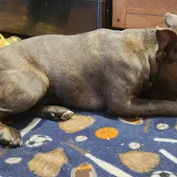 Edith, a female Frenchton for sale in Birch Run, MI – Photo 5 of 7