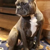 Edith, a female Frenchton for sale in Birch Run, MI – Photo 7 of 7