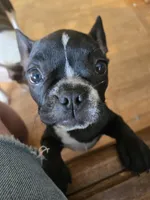 Albany(ON HOLD), a female Boston Terrier and French Bulldog for sale in Birch Run, MI – 3 of 6