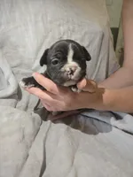 Manhattan , a female Frenchton for sale in Birch Run, MI – 7 of 7