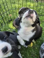 Barq’s, a female Boston Terrier and Pembroke Welsh Corgi for sale in Birch Run, MI – 4 of 5