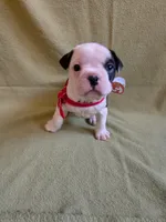 Mahalo, a female Frenchton for sale in Birch Run, MI – Photo 3 of 9