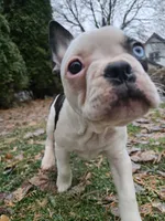 Mahalo, a female Frenchton for sale in Birch Run, MI – Photo 5 of 9