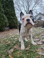 Mahalo, a female Frenchton for sale in Birch Run, MI – Photo 6 of 9