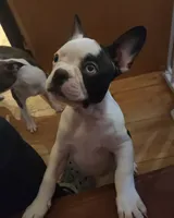 Mahalo, a female Frenchton for sale in Birch Run, MI – Photo 9 of 9