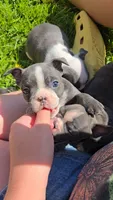 Mimosa, a female Boston Terrier and French Bulldog for sale in Birch Run, MI – 4 of 10