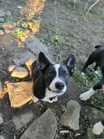 Mr. Pibb(ON HOLD), a male Boston Terrier and Pembroke Welsh Corgi for sale in Birch Run, MI – 10 of 10