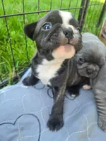 Boise, a male Boston Terrier and French Bulldog for sale in Birch Run, MI – Photo 2 of 3