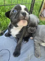 Boise, a male Boston Terrier and French Bulldog for sale in Birch Run, MI – Photo 3 of 3