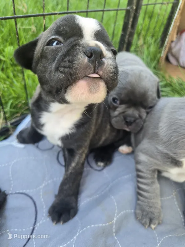 Boise – Boston Terrier, French Bulldog puppy for sale in Birch Run, MI