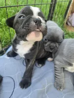 Boise, a male Boston Terrier and French Bulldog for sale in Birch Run, MI – Photo 1 of 3