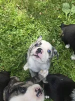 Baja Blast, a male Boston Terrier and Pembroke Welsh Corgi for sale in Birch Run, MI – 2 of 9