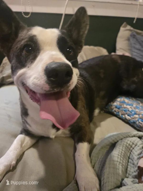 Six – Boston Terrier, Pembroke Welsh Corgi puppy for sale in Birch Run, MI