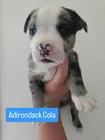 Adirondack Cola, a male Boston Terrier and Pembroke Welsh Corgi for sale in Birch Run, MI – 4 of 10