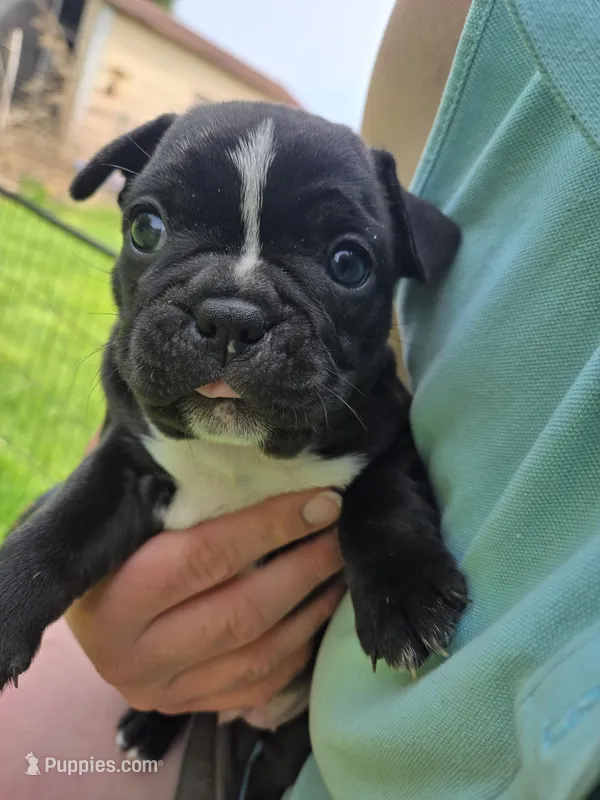 Hosana – Boston Terrier, French Bulldog puppy for sale in Birch Run, MI