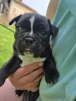 Hosana, a female Boston Terrier and French Bulldog for sale in Birch Run, MI – Photo 1 of 6