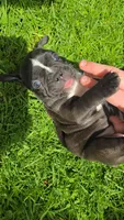 Hosana, a female Boston Terrier and French Bulldog for sale in Birch Run, MI – Photo 2 of 6