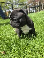 Hosana, a female Boston Terrier and French Bulldog for sale in Birch Run, MI – Photo 3 of 6
