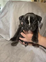 Hosana, a female Boston Terrier and French Bulldog for sale in Birch Run, MI – Photo 5 of 6