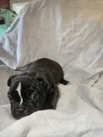 Hosana, a female Boston Terrier and French Bulldog for sale in Birch Run, MI – Photo 4 of 6