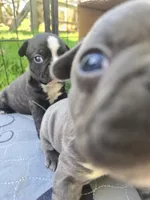Denver, a male Boston Terrier and French Bulldog for sale in Birch Run, MI – Photo 3 of 7
