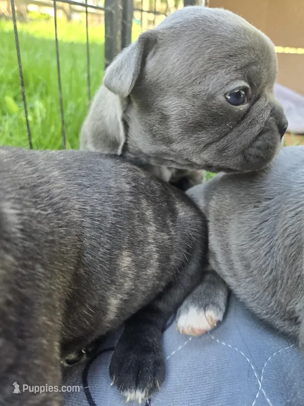 Denver – Boston Terrier, French Bulldog puppy for sale in Birch Run, MI