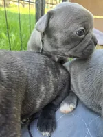 Denver, a male Boston Terrier and French Bulldog for sale in Birch Run, MI – Photo 1 of 7