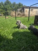 Denver, a male Boston Terrier and French Bulldog for sale in Birch Run, MI – Photo 4 of 7