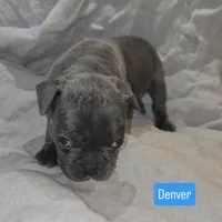 Denver, a male Boston Terrier and French Bulldog for sale in Birch Run, MI – Photo 7 of 7