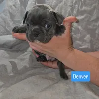 Denver, a male Boston Terrier and French Bulldog for sale in Birch Run, MI – Photo 6 of 7