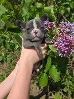 Sangria , a female Boston Terrier and French Bulldog for sale in Birch Run, MI – 4 of 7