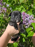 Gimlet, a male Boston Terrier and French Bulldog for sale in Birch Run, MI – 2 of 8