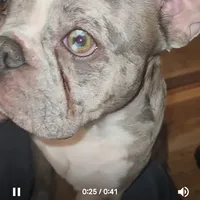 Shiloh, a male Frenchton for sale in Birch Run, MI – Photo 9 of 10