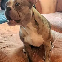 Shiloh, a male Frenchton for sale in Birch Run, MI – Photo 6 of 10