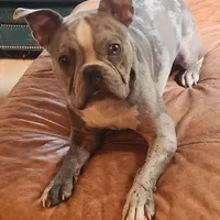 Shiloh, a male Frenchton for sale in Birch Run, MI – Photo 3 of 10