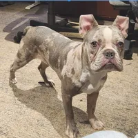 Shiloh, a male Frenchton for sale in Birch Run, MI – Photo 2 of 10