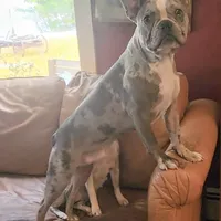 Shiloh, a male Frenchton for sale in Birch Run, MI – Photo 5 of 10