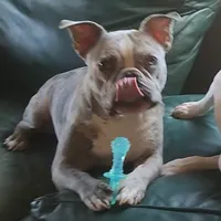 Shiloh, a male Frenchton for sale in Birch Run, MI – Photo 7 of 10