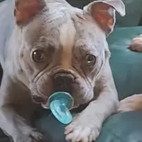 Shiloh, a male Frenchton for sale in Birch Run, MI – Photo 1 of 10