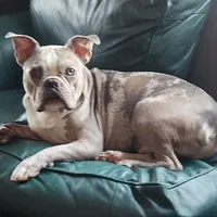 Shiloh, a male Frenchton for sale in Birch Run, MI – Photo 10 of 10