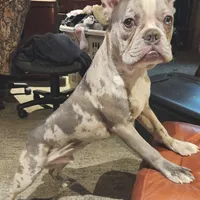 Shiloh, a male Frenchton for sale in Birch Run, MI – Photo 4 of 10