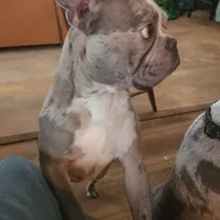 Shiloh, a male Frenchton for sale in Birch Run, MI – Photo 8 of 10