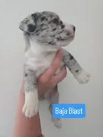 Baja Blast, a male Boston Terrier and Pembroke Welsh Corgi for sale in Birch Run, MI – 4 of 9