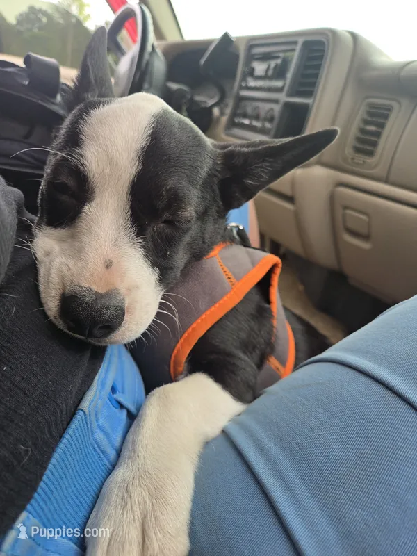Barq’s – Boston Terrier, Pembroke Welsh Corgi puppy for sale in Birch Run, MI