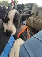 Barq’s, a female Boston Terrier and Pembroke Welsh Corgi for sale in Birch Run, MI – 1 of 10