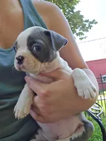 Pigeon, a female Boston Terrier for sale in Birch Run, MI – Photo 1 of 7