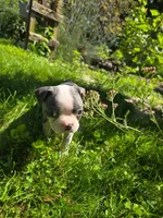 Pigeon, a female Boston Terrier for sale in Birch Run, MI – Photo 3 of 7