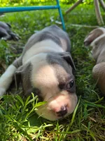 Pigeon, a female Boston Terrier for sale in Birch Run, MI – Photo 5 of 7